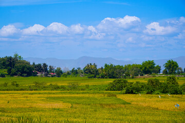 Expansive golden and green rice fields stretch under a clear blue sky in Porsea Toba, North Sumatra. Represents agricultural prosperity.