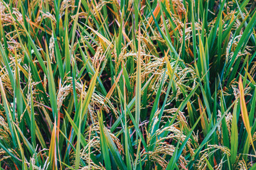 Vibrant green grass and various plants thriving under bright sunlight, ideal for nature, growth, and outdoor themes.