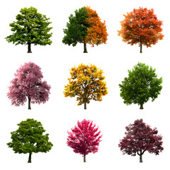 Fototapeta premium Collection of Isolated Trees Exhibiting Vibrant Autumn Colors on Black Background