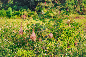 Expansive vibrant green landscape with scattered shrubs and natural vegetation, representing...