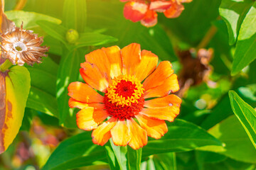 Orange zinnia flower with lush green leaves, illuminated by bright sunlight, perfect for nature and garden themes.