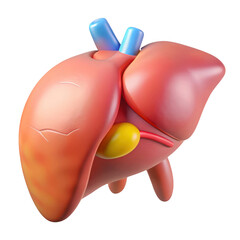 3d human liver model isolated on transparent background