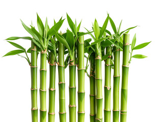 Fototapeta premium Tall Green Bamboo Shoots Swaying in Breeze, Side View Composition