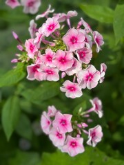 Pink Phlox paniculata flowers in full bloom. Closeup of delicate summer blossoms with soft pink petals and green leaves. Ideal for garden, floral, and nature themes