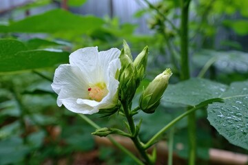 Okra flower