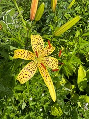 Bright yellow tiger lily (Lilium lancifolium) in full bloom with spotted petals and vivid stamens. A striking summer flower in a lush garden setting.