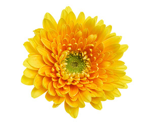Orange Barberton daisy flower, Gerbera jamesonii, isolated on white background, with clipping path  