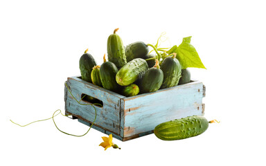 Fresh Green Cucumbers in Rustic Wooden Crate – Transparent PNG