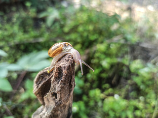 The Macro Bush Snail, or Bradybaena similaris, is often found around yards and gardens. It usually...