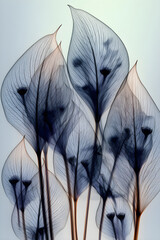 X-Ray Vision of Nature: Exploring the Invisible Elegance of Plant Anatomy