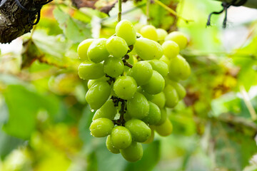 シャインマスカット 手 収穫 葡萄 果物 shine muscat Hand harvest Grapes Fruits