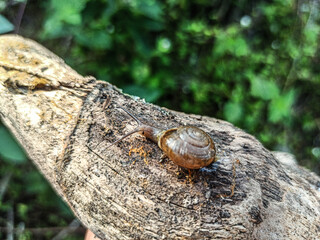 The Macro Bush Snail, or Bradybaena similaris, is often found around yards and gardens. It usually...