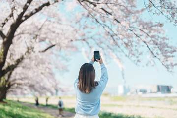 Woman tourist taking photo in Kitakami Tenshochi Park with Sakura Cherry Blossom in Spring, happy...