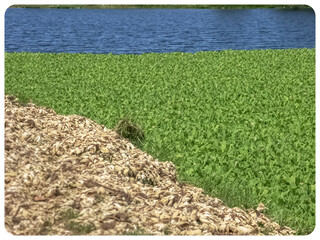 Étang du Gol, plantes, aquatiques, pistia stratiotes,  © Unclesam