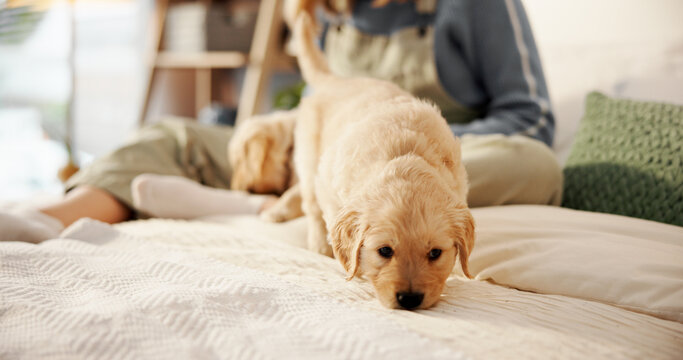 Woman, playing and dog on bed for animal welfare, puppy adoption or labrador in home. Female person, canine or pet owner with companion exploring on duvet for shelter, safety or security in bedroom