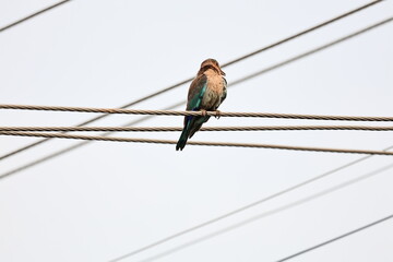 Indian Roller