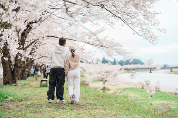 Couple tourist sightseeing Sakura Cherry Blossom in Spring. Happy traveler travel near Hinokinai...