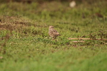 Bird on grass