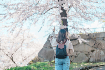 Woman tourist sightseeing Sakura Cherry blossom at Morioka Castle Ruins park in Spring, happy traveler travel in Iwate Park, Iwate prefecture, Japan. famous Landmark Travel and Vacation destination