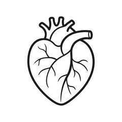 Human heart outline icon isolated on white background