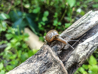The Macro Bush Snail, or Bradybaena similaris, is often found around yards and gardens. It usually...