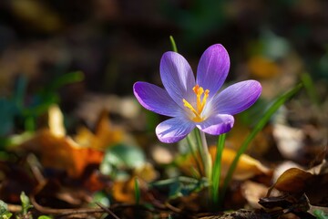 One beautiful purple crocus flowered in the park on a sunny spring day