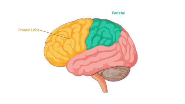 Animated Diagram Highlighting Human Brain Lobes and Regions