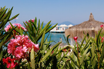 Oleander bushes against the background of blurred bungalows, pier, sea