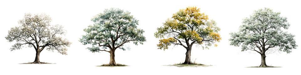 Fototapeta premium Four Seasons Tree Set, Bare to Full Foliage on White