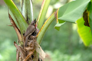Mother bird is bringing food to feed her chicks in the nest, bird's nest on a banana tree. Red-whiskered bulbul