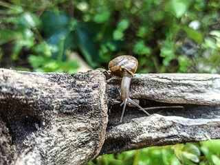 The Macro Bush Snail, or Bradybaena similaris, is often found around yards and gardens. It usually...