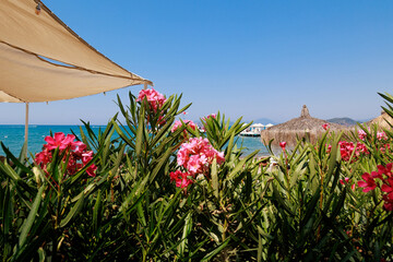Oleander bushes against the background of blurred bungalows, pier, sea