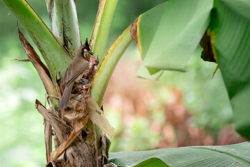 Mother bird is bringing food to feed her chicks in the nest, bird's nest on a banana tree. Red-whiskered bulbul