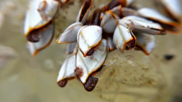 Macro shot of a group of Lepas anatifera barnacles with tentacles visible. A natural scene from the life of ocean crustaceans.