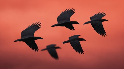 Obraz premium Silhouette of a flock of crows flying against a vibrant orange sunset sky