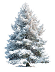 Snow-covered evergreen tree (1)