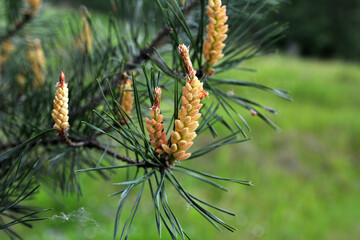 Blossoming pine branch in springtime