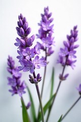 Obraz premium Delicate lavender blooms, vibrant purple hues against pure white backdrop, elegant, photography, summer