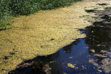 green algae floating on pond surface