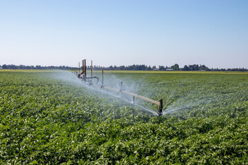 Irrigation system watering agricultural potato field, Tyrnävä Finland