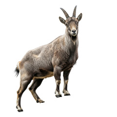 A majestic himalayan tahr, a large wild goat, stands prominently with its distinctive curved horns and long beard, captured in a detailed full body view.