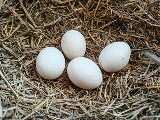 A close-up of an egg nestled in fresh straw