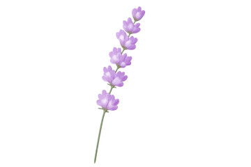 Purple wildflower stem rising against clean white backdrop, highlighting delicate botanical details