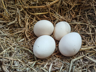 A close-up of an egg nestled in fresh straw