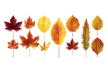 Fototapeta premium Autumn Leaf Collection: Red Orange Yellow Foliage on Transparent Background, PNG