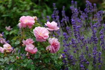 Fototapeta premium Pink rosa odorata and lavender in garden bed