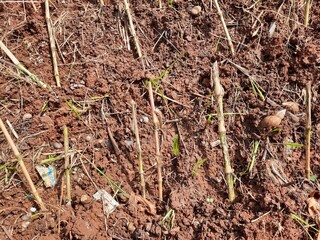 Planting bamboo tree on the ground photo