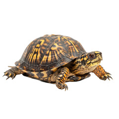 Eastern Box Turtle with Unique Hinged Shell