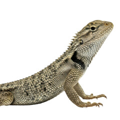 Obraz premium Fence Lizard with Distinctive Spiny Scales