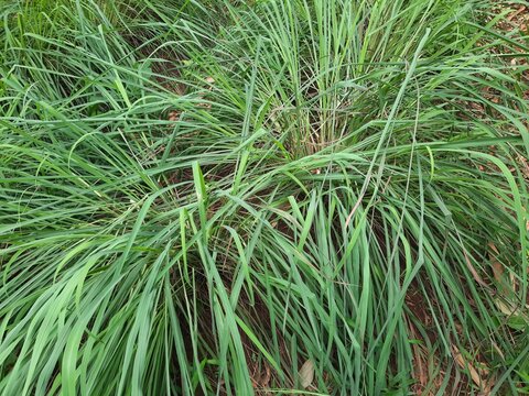 Serai dapur (Cymbopogon citratus) / daun sereh indonesian spices photography